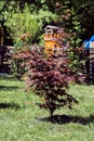 Young tree of palmate maple. Japanese maple tree Atropurpureum