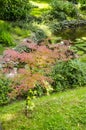 Young tree with pink leaves