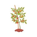 Young tree plant in the ground cartoon vector Illustration