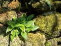 Young tree plant growing through the cracked concrete floor Royalty Free Stock Photo