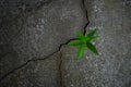 Young tree plant growing through the cracked concrete floor Royalty Free Stock Photo