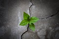 Tree plant growing through the cracked concrete floor Royalty Free Stock Photo