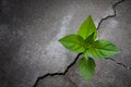 Tree plant growing through the cracked concrete floor Royalty Free Stock Photo