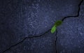 Young tree plant growing through the cracked floor Royalty Free Stock Photo