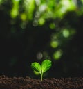 Beautiful nature,green bokeh,Plant tree in neutral background Close-Up Of Fresh Green Plant,Young hand Royalty Free Stock Photo