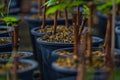 Young tree of Red heart,anthurium flower Royalty Free Stock Photo