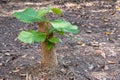 Young tree seedling grow from stump, concept of hope and rebirth Royalty Free Stock Photo