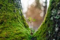 Young tree seedling Royalty Free Stock Photo