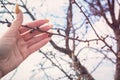 Young tree seedling in hand. Hold a branch in your hands Royalty Free Stock Photo