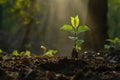 Young tree seedling in the wood in the morning light Royalty Free Stock Photo