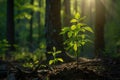 Young tree seedling in the wood in the morning light Royalty Free Stock Photo