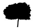 Young Tree Silhouette Royalty Free Stock Photo