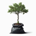 Young tree sits in soil filled plastic bag, isolated against white