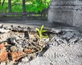 Young tree sprout growing through old cement wall with rough deep cracks on stucco surface. Contrast textures of grunge wall and Royalty Free Stock Photo