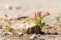 Young tree sprout growing in a old stump. Forest renewal process. New life birth concept. Rebirth concept