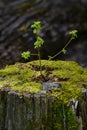 A young tree sprouts from an old, dead stump