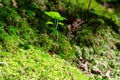 Young sycamore tree sapling in the sunlight on a mossy forest floor Royalty Free Stock Photo