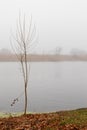 A young tree with thin branches without leaves on the river bank on autumn day Royalty Free Stock Photo