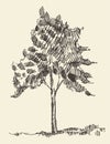Young tree vintage illustration hand drawn sketch Royalty Free Stock Photo