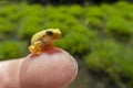 Young treefrog, Hyla arborea,