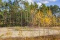 Young trees in the autumn forest. Yellow birches and green pines in a forest clearing. Autumn landscape