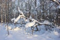 Young trees bent under the weight of snow after a heavy snowfall Royalty Free Stock Photo