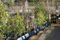 Young trees at a garden centre. Royalty Free Stock Photo