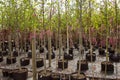 Young trees in the garden shop