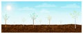 Young trees growing in brown fertile soil background. Springtime horizontal landscape with small saplings plantation