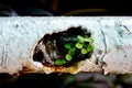 Young trees growing on the steel pipe corrosion.