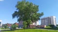 Young trees and a huge poplar tree grow on the grassy lawn of a city street. There are various buildings standing around, pedestri