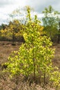Young Trees in The Loonse and Drunense Duinen National Park Royalty Free Stock Photo