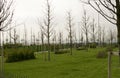 Young trees and fresh green grass in new park in cloudy day Royalty Free Stock Photo