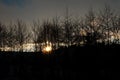 Young trees silhouette shot at sunset.