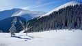 2 young trees - spruce and mountain alder on a snowy slope of the Carpathian Mountains on a clear frosty day