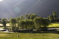 Young trees under sun light. Royalty Free Stock Photo