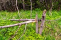 young trees were cut down by bad people - they ruined young aspens and left them to rot and develop microorganisms,