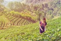 Young Tribal Asian women from Thailand picking tea leaves Royalty Free Stock Photo