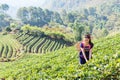 Young Tribal Asian women from Thailand picking tea leaves on tea field plantation in the morning at doi ang khang national park