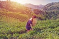 Young Tribal Asian women from Thailand picking tea leaves with smiling face on tea field plantation Royalty Free Stock Photo