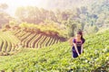 Young Tribal Asian women from Thailand picking tea leaves on tea Royalty Free Stock Photo