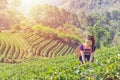 Young Tribal Asian women from Thailand picking tea leaves Royalty Free Stock Photo