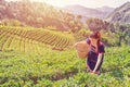 Young Tribal Asian women from Thailand picking tea leaves Royalty Free Stock Photo