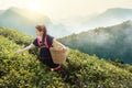 Young Tribal Asian women from Thailand picking tea leaves Royalty Free Stock Photo