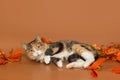 Young tricolor cat Royalty Free Stock Photo