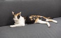 Young tricolor cat on the couch Royalty Free Stock Photo