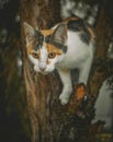 young tricolor cat playing in a tree Royalty Free Stock Photo