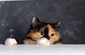 Young tricolor domestic cat looking out from behind white wooden table on dark background. Royalty Free Stock Photo