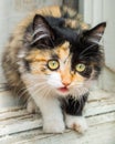 Young tricolor fluffy kitten. Adorable white-red, black cat Royalty Free Stock Photo