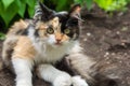 Young tricolor fluffy kitten. Adorable white-red, black cat Royalty Free Stock Photo